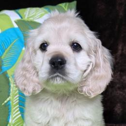 Valentino - Buff and white male Cocker Spaniel puppy in Greers Ferry, Arkansas from Lake Area Cuddly Cockers