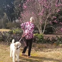 Poodle Puppies from Suzie's Poodles