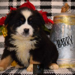 Aussiedoodle and Toy Australian Shepherd Puppies from Legacy Farm