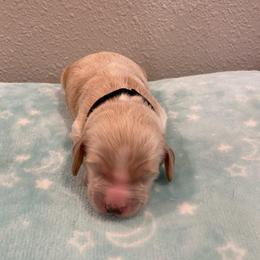 Sam - Cream male Cockapoo puppy in Brookings, South Dakota from Hofer Pups