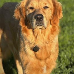 Lady Maddie - Golden Retriever