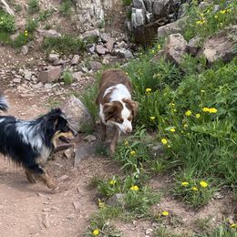 Miniature Australian Shepherds from shaylea McMillan