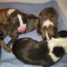 Brindle girl 2 - Brindle and white female Miniature Bull Terrier puppy in Denton, North Carolina from Rossi River Minibulls