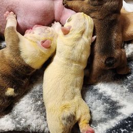 Girl 1 - White female Bulldog puppy in Hillsdale County, Michigan from KZ Bullies LLC