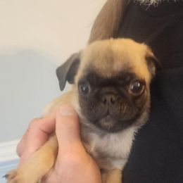 Kai - Fawn male Pug puppy in Hampstead, North Carolina from Delta pug puppies