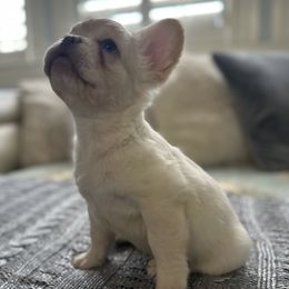 French Bulldogs from Mystical French Bulldogs