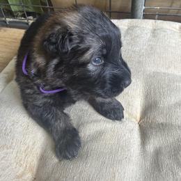 Ms. Purple - Sable female German Shepherd puppy in Berlin, Wisconsin from Gypsy Miracle Kennels