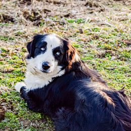 Minnie  - Australian Shepherd