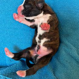 Cody Johnson - Brindle male Boxer puppy in Willard, North Carolina from Boone’s Boxers of North Carolina