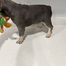 Channel - Blue French Bulldog puppy in Livermore, California from Spoiled Frenchies