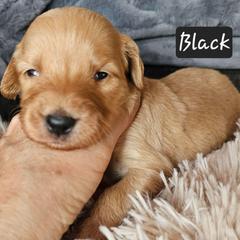 Girl 2 - Apricot female Goldendoodle puppy in Stevens Point, Wisconsin from Dogs of Dewey Acres