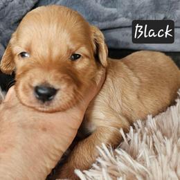 Girl 2 - Apricot female Goldendoodle puppy in Stevens Point, Wisconsin from Dogs of Dewey Acres