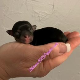 Chihuahua Puppies from Kiara's AKC Chihuahuas of Michigan
