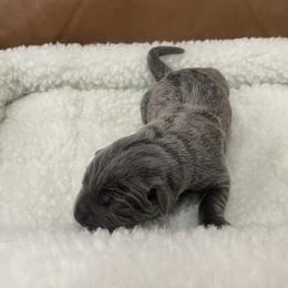 Girl 4 - Gray female Cane Corso puppy in San Isidro, Texas from MTZCC Ranch, LLC