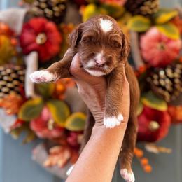 Boy 4 - Red  male Goldendoodle puppy in Elk Grove, California from Doodles by Faith