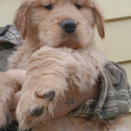 Golden Retriever and Labrador Retriever Puppies from Harvest Moon Farms