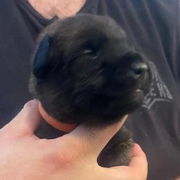 Ty Lee - Brindle female xDutch Shepherd puppy in Chelsea, Alabama from Alliance K9