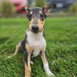 Slate - Black white and tan male Collie puppy in Eldorado, Kansas from Prairie Creek