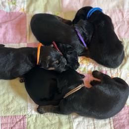 Girl 4 - Black and red female German Shepherd puppy in Spencer, Wisconsin from T Double B LLC