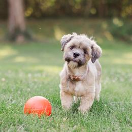 Daphne - Lhasa Apso