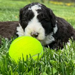 Summer - White and red female Bordoodle puppy in Canfield, Ohio from Poo's Doo's & Inu's