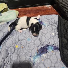 Angel - Piebald female Dachshund puppy in Medina, Texas from Dachsunds On The River