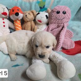 Lucy Girl 5 - Light golden female Golden Retriever puppy in Niles, Michigan from Composer Goldens