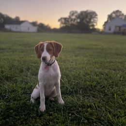 Brittany Puppies from Black River Brittany’s