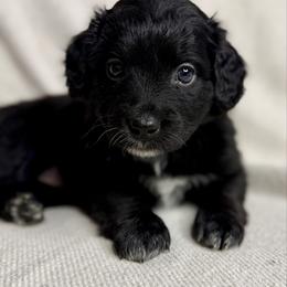 Maggie - Black and white female Aussiedoodle puppy in Seguin, Texas from Navarro Royal Pups