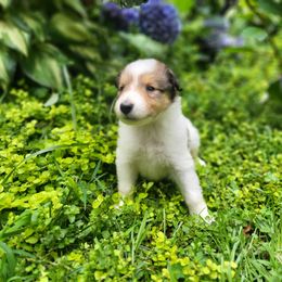Justice - Sable and white female Collie puppy in Buchanan, Georgia from Lacey's Lassies