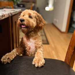 Cockapoo and Goldendoodle Puppies from Robbin's Treasures
