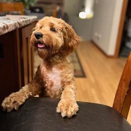 Cockapoo and Goldendoodle Puppies from Robbin's Treasures
