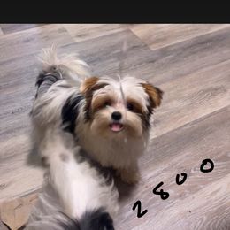 Yorkshire Terrier Puppies from Kristen’s yorkies