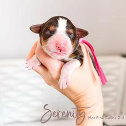 Serenity - Tri-color female Bernedoodle puppy in Mahomet, Illinois from Jordan Family Doodles