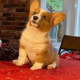 Chicklet - Sable merle and white female Cardigan Welsh Corgi puppy in Brookings, Oregon from Dragonfly Cardigans