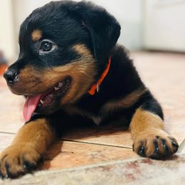 Rottweiler Puppies from Inexorable Haus Early Rotts