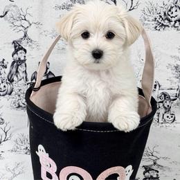 Thumper - White female Morkie puppy in Tucson, Arizona from Sun-Kissed Morkies