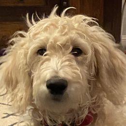 Bella - Goldendoodle