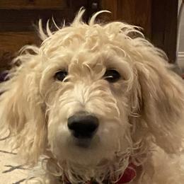 Bella - Goldendoodle