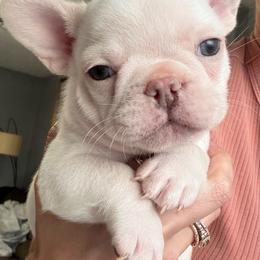 Blue collar - Cream male French Bulldog puppy in Port Charlotte, Florida from Cloud Nine Ranch Bullies