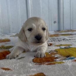Blue - Cream male Dachshund puppy in Poteau, Oklahoma from Sisters Dazzling Dachshunds