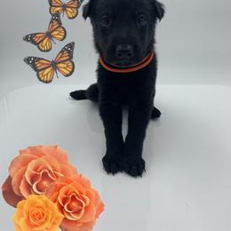 German Shepherd Puppies from Devon Rugerio's German Shepherds