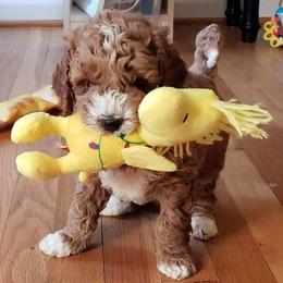 Goldendoodle Puppies from Mini Island Doodles