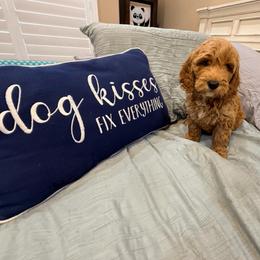 Lilo - Red  male Goldendoodle puppy in Anthem/Phoenix, Arizona from Ironwood Doodles
