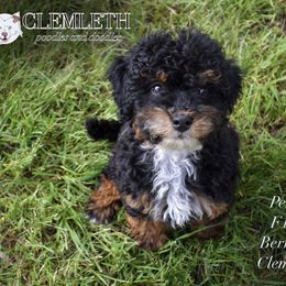 Penny - Phantom Bernedoodle puppy in Seattle, Washington from Clemleth Aussiedoodles