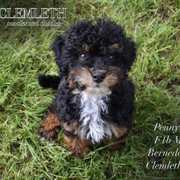 Penny - Phantom Bernedoodle puppy in Seattle, Washington from Clemleth Aussiedoodles