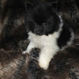 Hunnibunnies charlie - Black parti male Pomeranian puppy in Cleveland, Ohio from Hunnibunnies