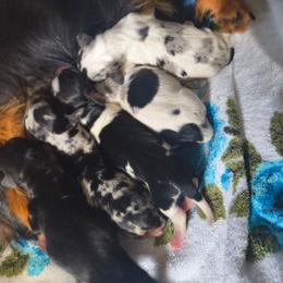 Speck - Piebald male Dachshund puppy in Opelika, Alabama from Dachshund Darlins