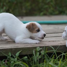 Jack Russell Terrier Puppies from Fleet Street Jack Russell Terriers