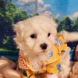 Tiger boy 3 (purple) - White and buff male Bichon Frise puppy in Lavon, Texas from Sissy’s Heavenly Paws